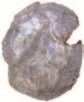 Recovered Bullet